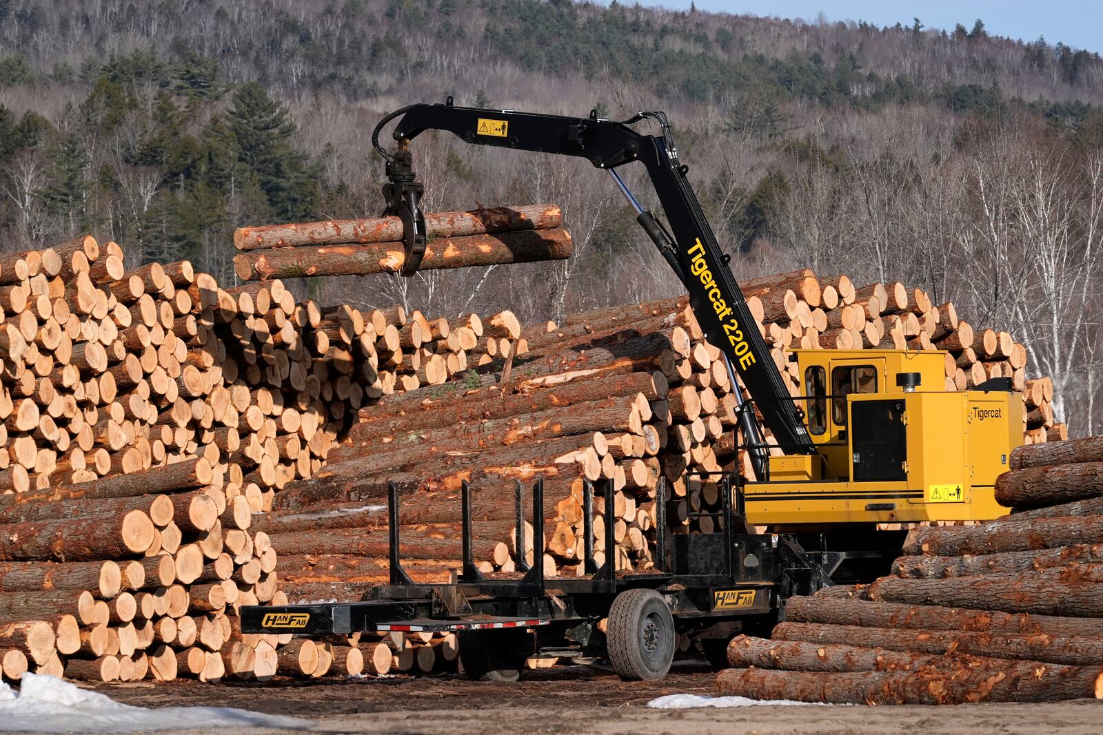 Logs are sorted at the White Mountain Lumber Co., Thursday, March 13, 2025, in Berlin, N.H. (AP Photo/Robert F. Bukaty)