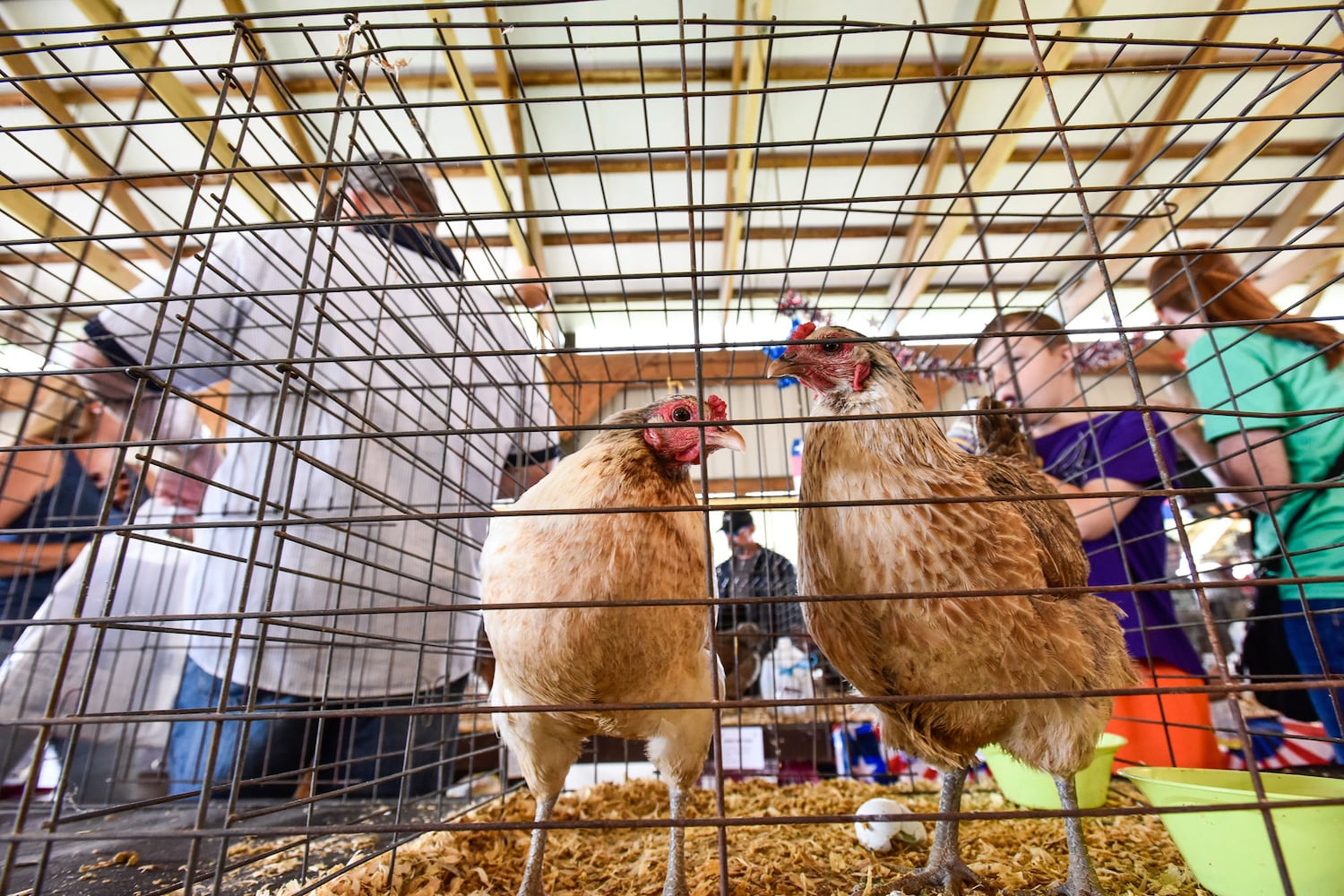 Butler County Fair 2018