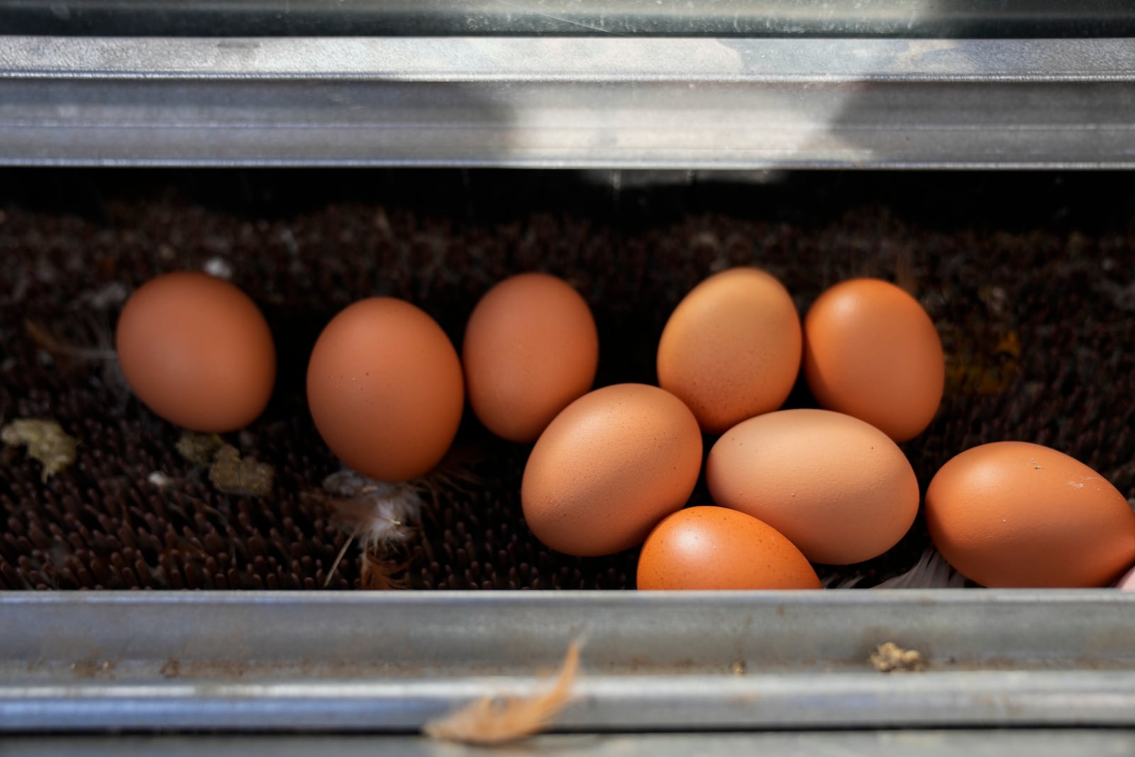 Large brown eggs laid by Red Star hens are seen inside a coop at Historic Wagner Farm, Friday, Feb. 7, 2025, in Glenview, Ill. (AP Photo/Erin Hooley)