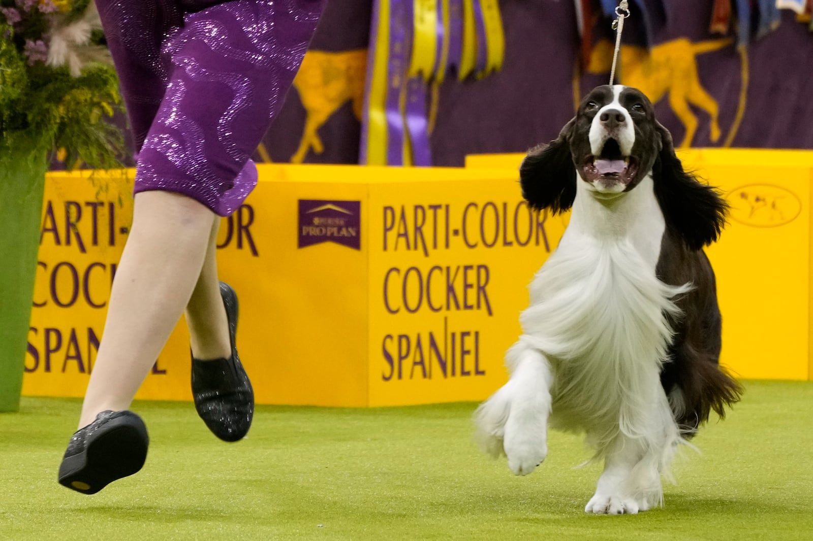 Robin Novack, left, and Freddie, an English Springer Spaniel, compete in the sporting group competition during the 149th Westminster Kennel Club Dog show, Tuesday, Feb. 11, 2025, in New York. (AP Photo/Julia Demaree Nikhinson)