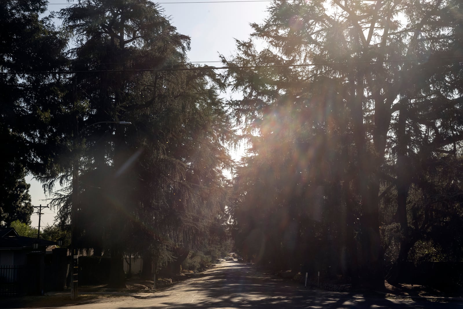 Deodar cedar trees are seen along Santa Rosa Avenue, also referred to locals as the Christmas Tree Lane, after the Eaton Fire in Altadena, Calif., Monday, Jan. 13, 2025. (Stephen Lam/San Francisco Chronicle via AP)