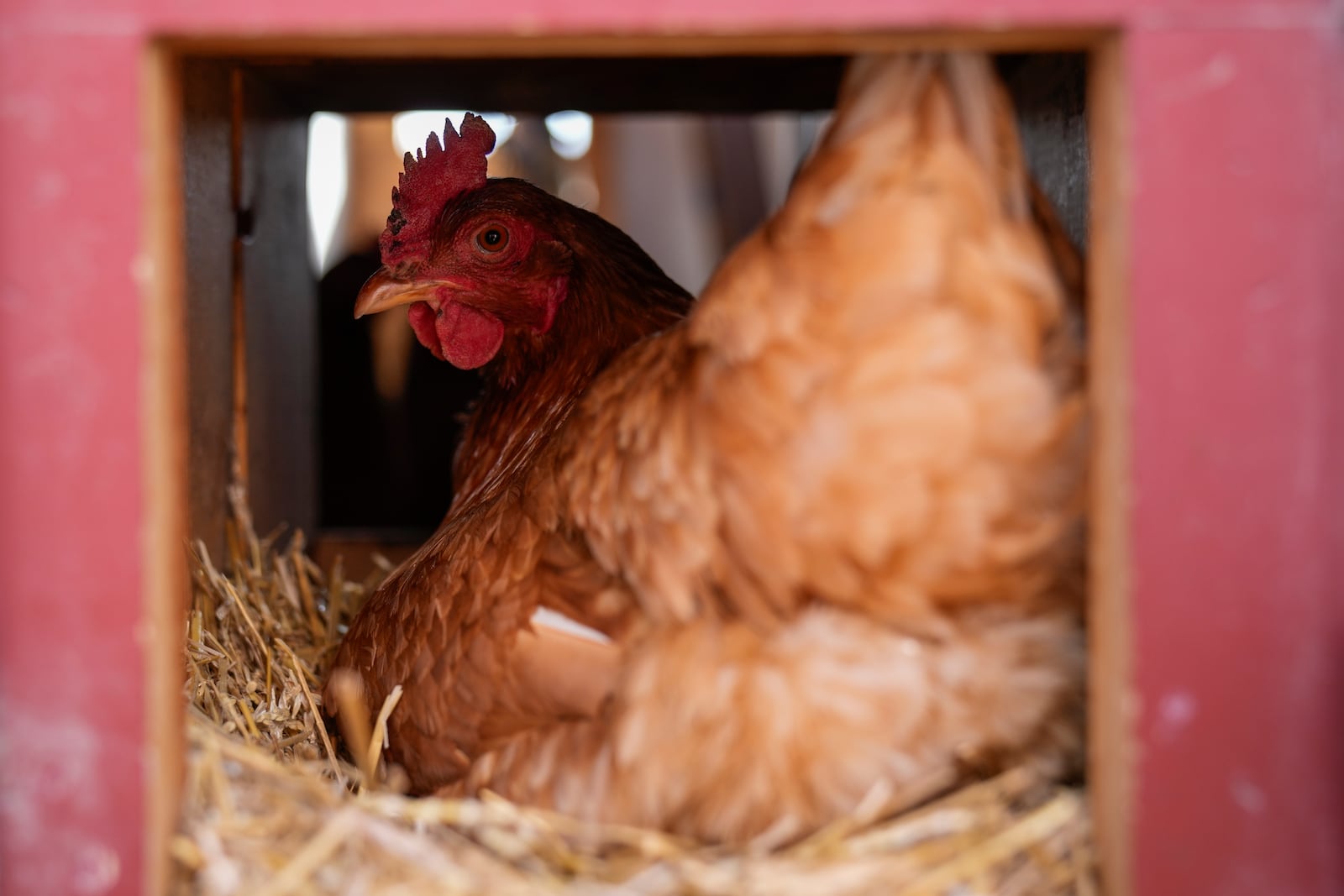 A Red Star hen, a hybrid breed that lays large brown eggs, sits on eggs inside her coop at Historic Wagner Farm, Friday, Feb. 7, 2025, in Glenview, Ill. (AP Photo/Erin Hooley)