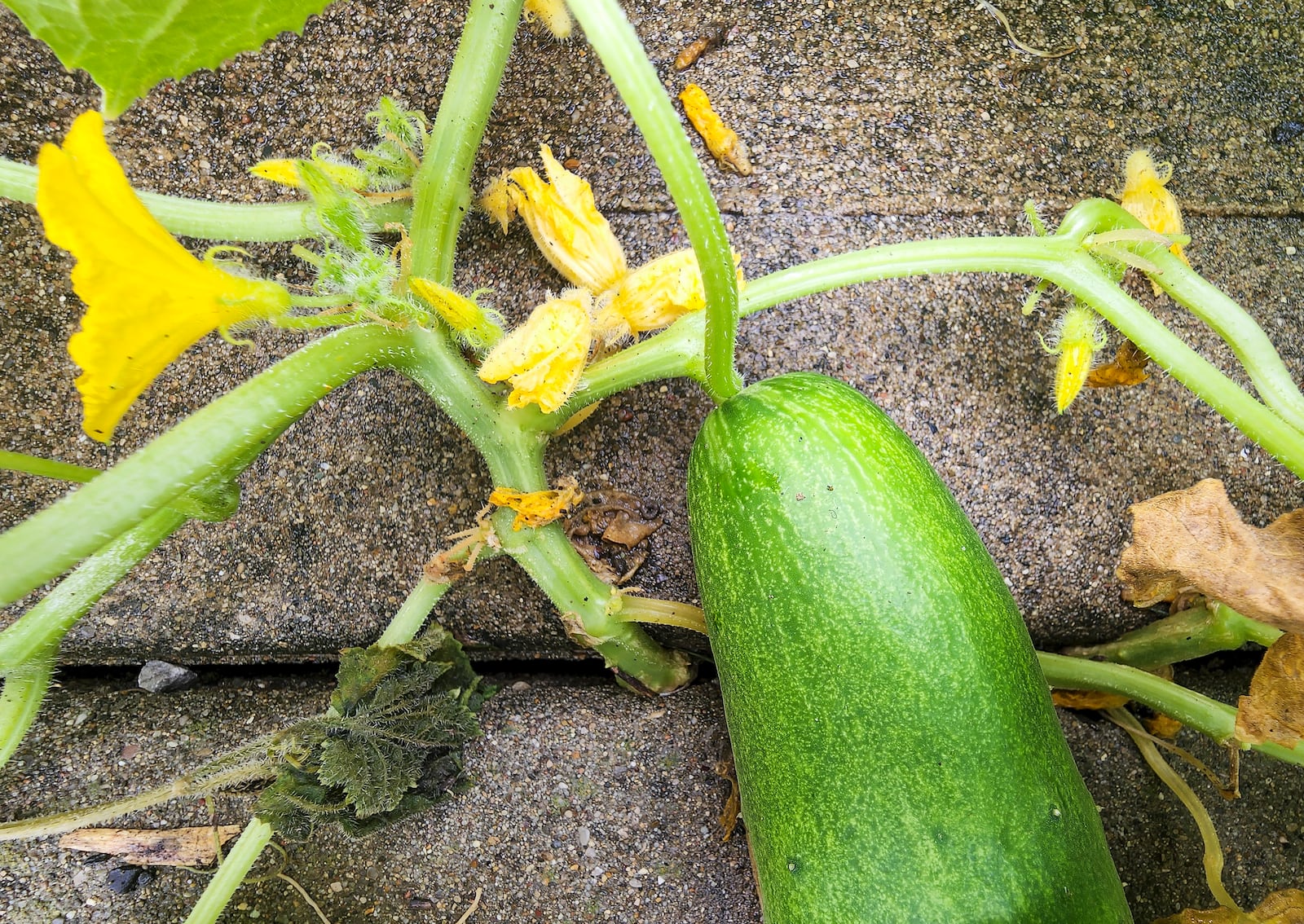 Edith Miller, from Liberty Township, has a cucumber plant growing up through a crack in back patio. NICK GRAHAM/STAFF