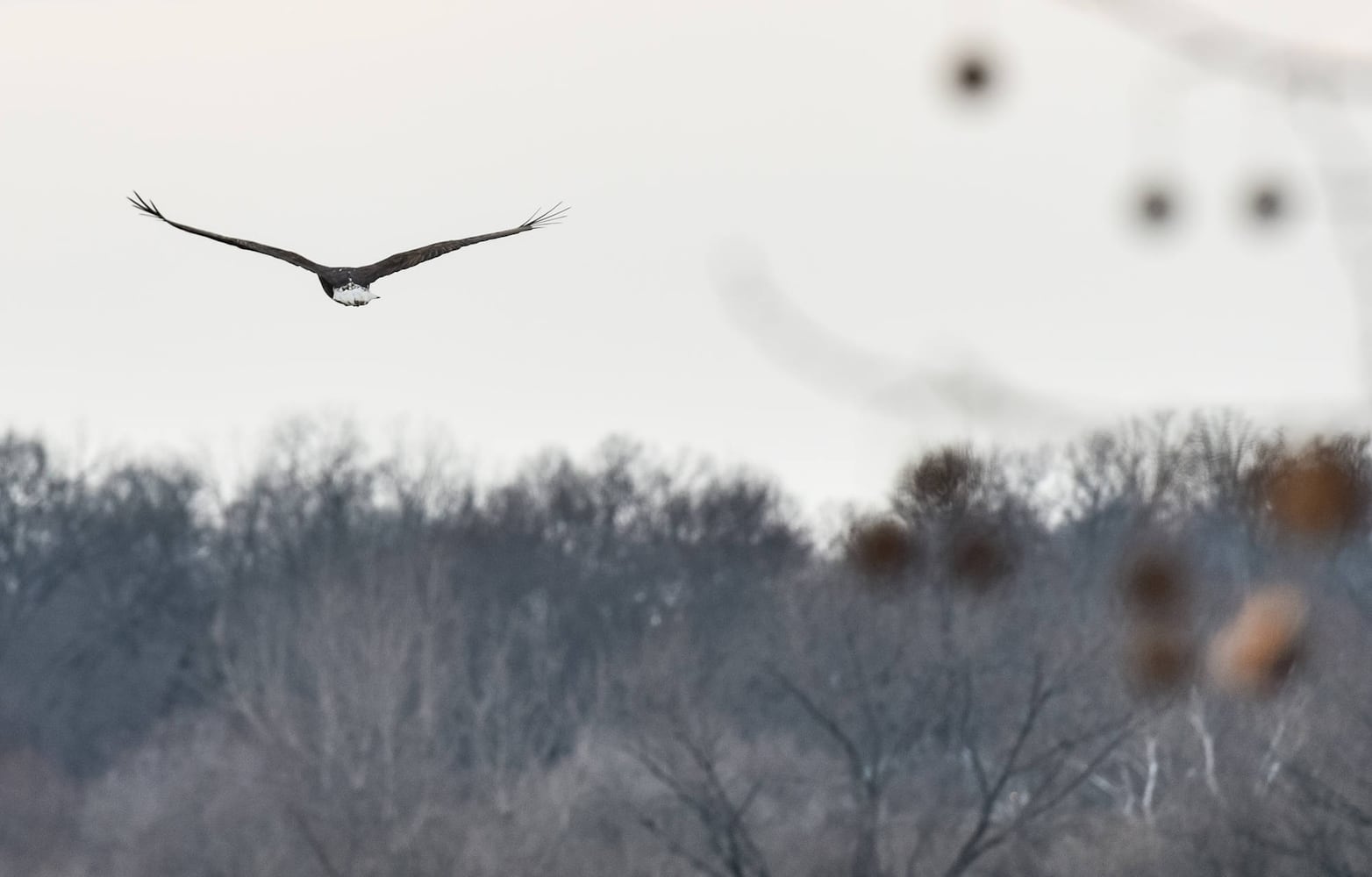 Bald Eagles in Butler County