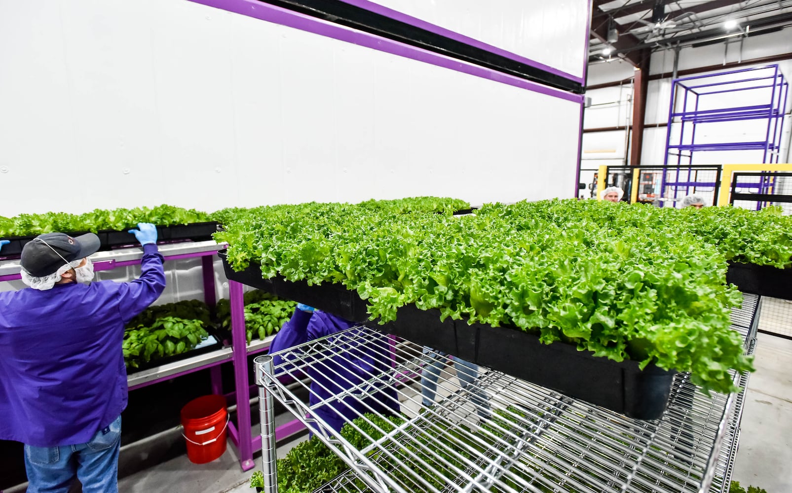 80 Acres Farm indoor grow facility in Hamilton