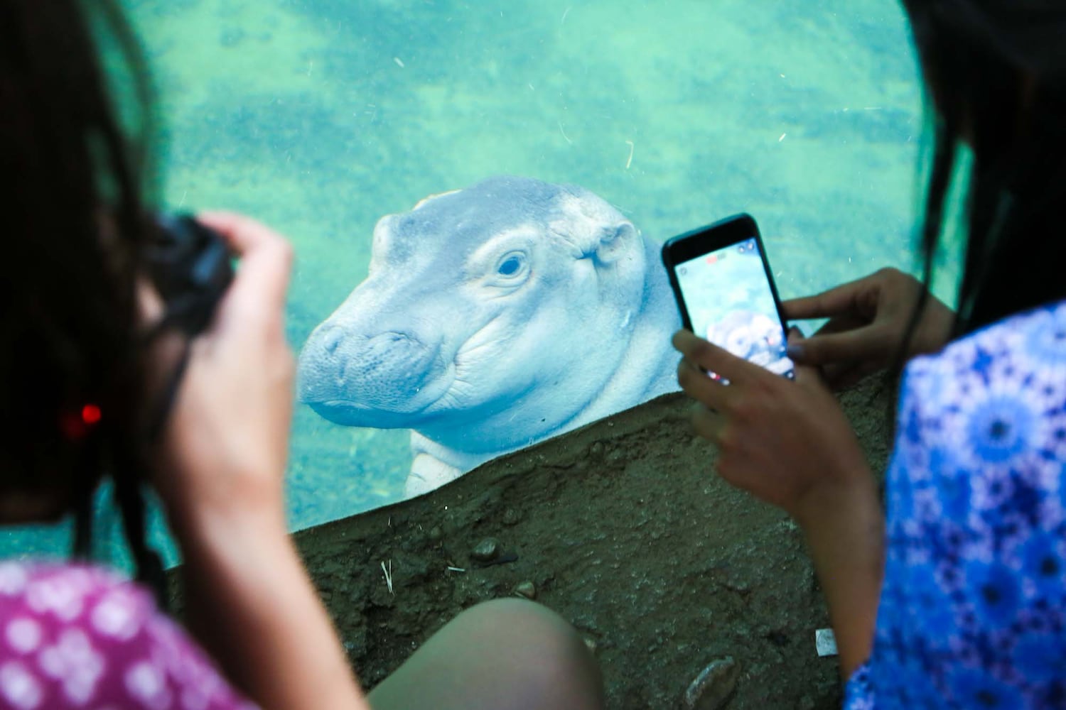 PHOTOS Fiona at the Cincinnati Zoo