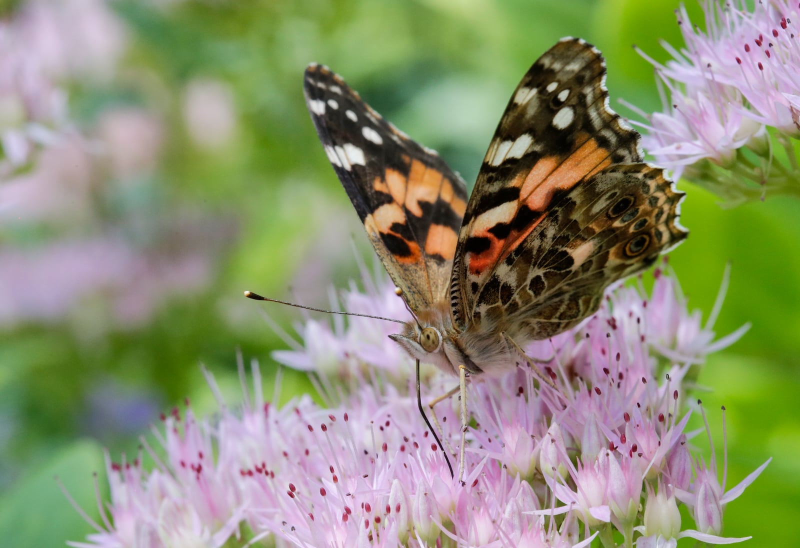 FILE - A painted lady butterfly feeds on Sedum flowers in Omaha, Neb., Sept. 19, 2017. (AP Photo/Nati Harnik, File)