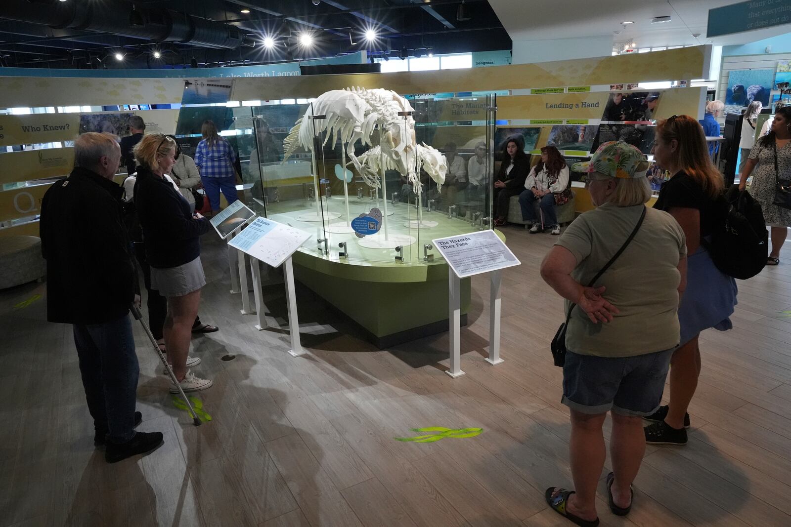 Visitors look at replica manatee skeletons at Manatee Lagoon, a free attraction operated by Florida Power & Light Company that lets the public view and learn about the sea cows who gather in winter in the warm-water outflows of the company's power plant, in Riviera Beach, Fla., Friday, Jan. 10, 2025. (AP Photo/Rebecca Blackwell)