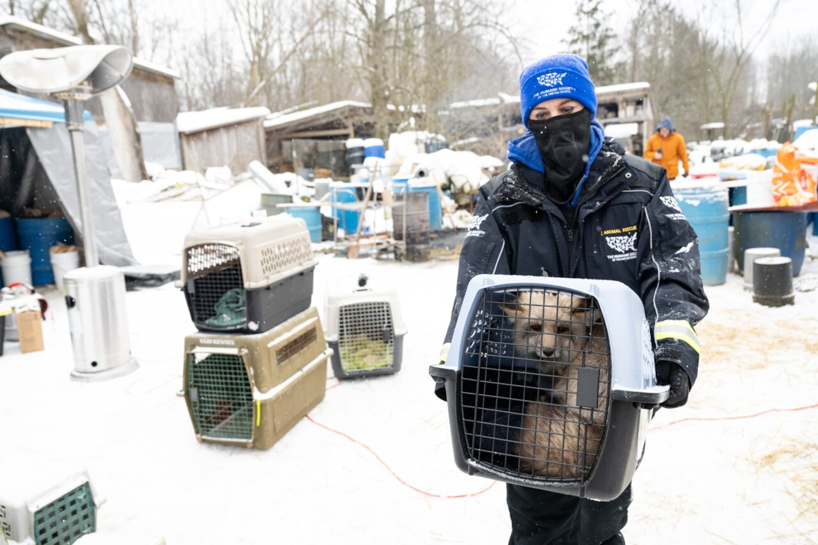 Animals being rescued from a Cleveland area fur farm. HUMANE SOCIETY OF THE UNITED STATES