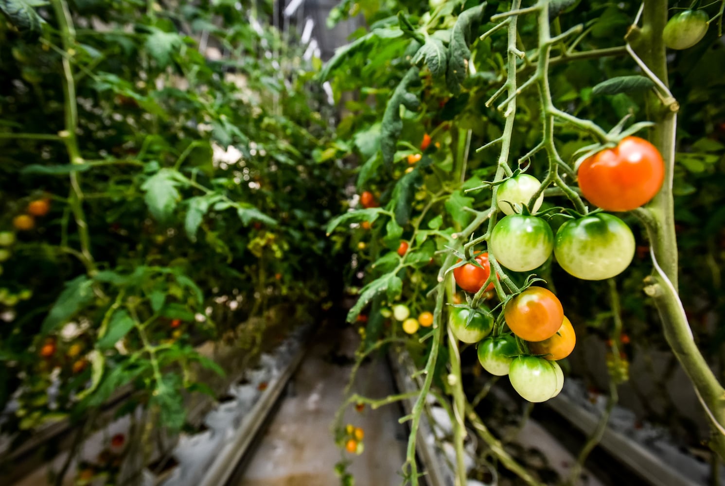 80 Acres Farms now operating in downtown Hamilton