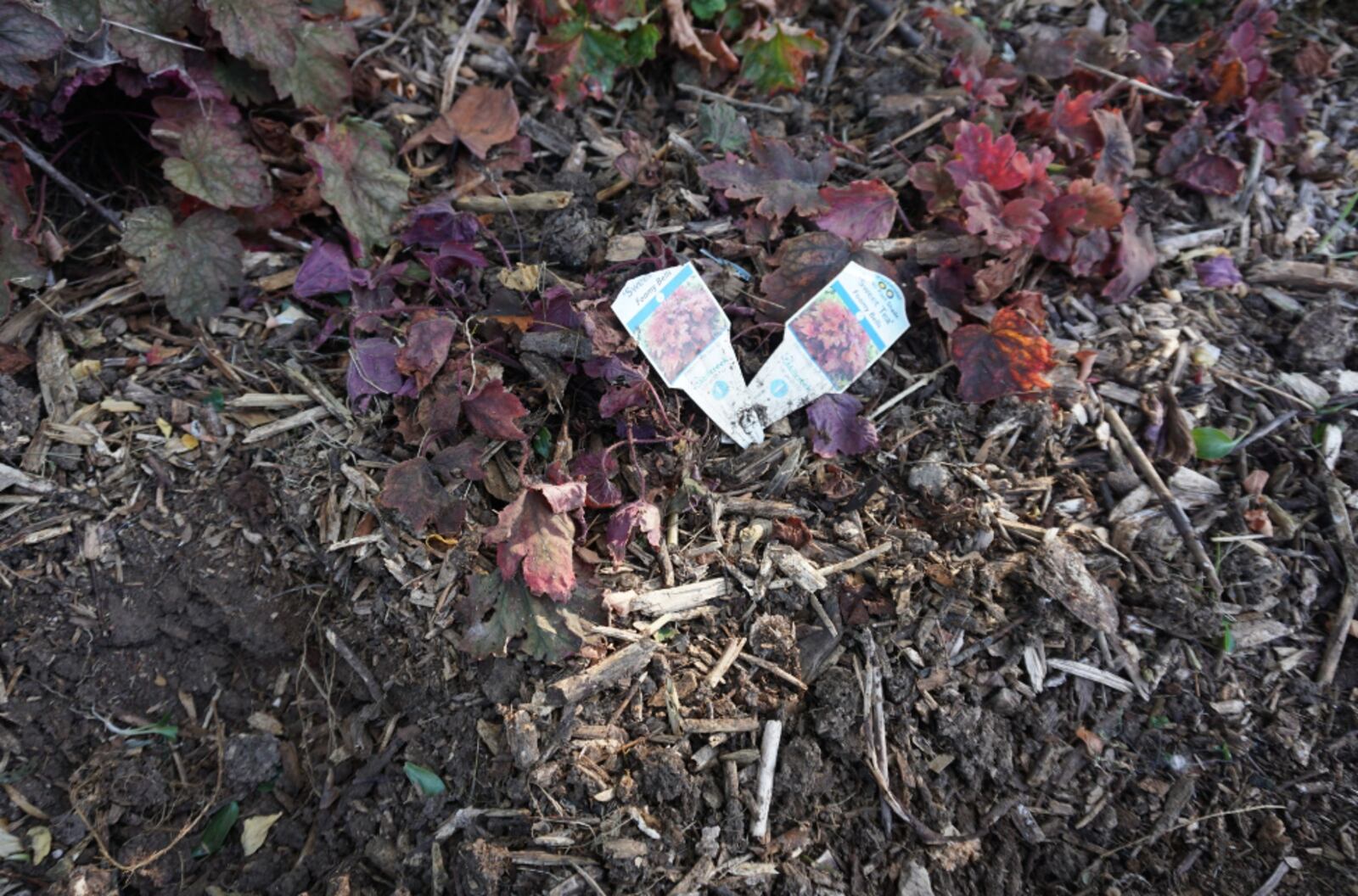 Digging down 6-8” in the soil you can see it’s completely dry.  The Heuchera in this photo are already wilting. CONTRIBUTED