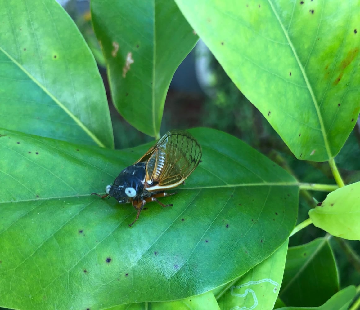 blue eyed cicada