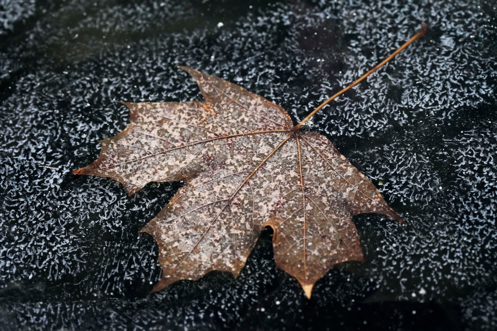 FILE - A leaf is frozen in the ice of a garden pond during cold weather in Buffalo Grove, Ill., Thursday, Dec. 12, 2024. (AP Photo/Nam Y. Huh, File)