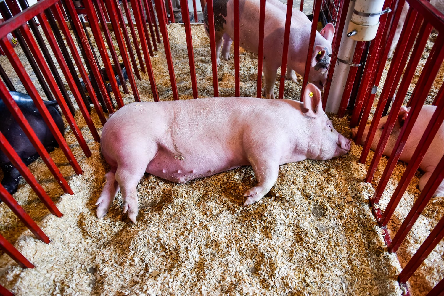 Scenes from the Butler County Fair 2019