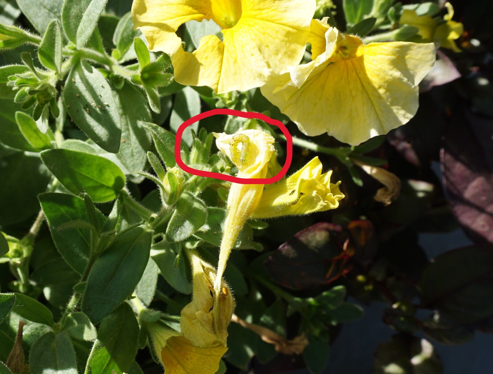 Tobacco budworm feeding on petunias (red circle).