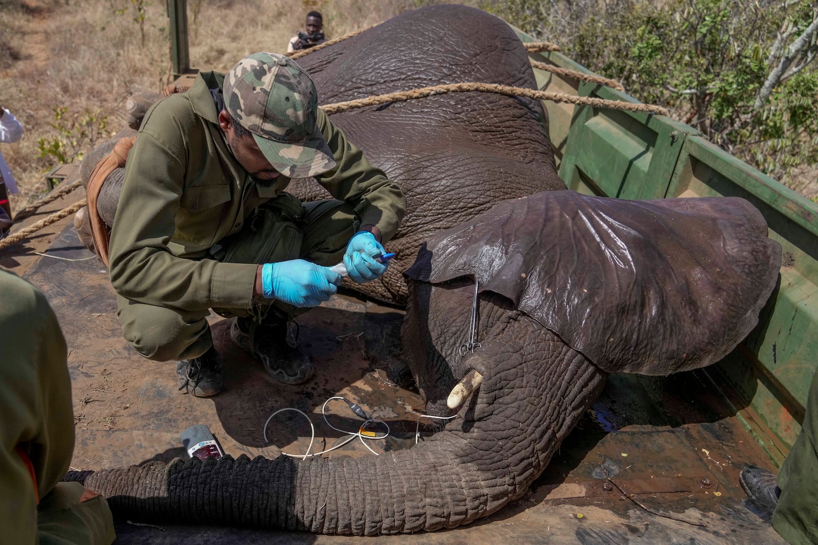 Kenya Wildlife Service vet with a thermometer prepares to take a temperature of an elephant at Mwea National Park, east of the capital Nairobi, Kenya, Monday, Oct. 14, 2024. (AP Photo/Brian Inganga)