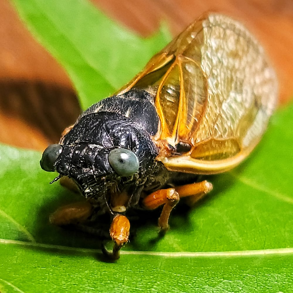 061621 blue eyed cicada