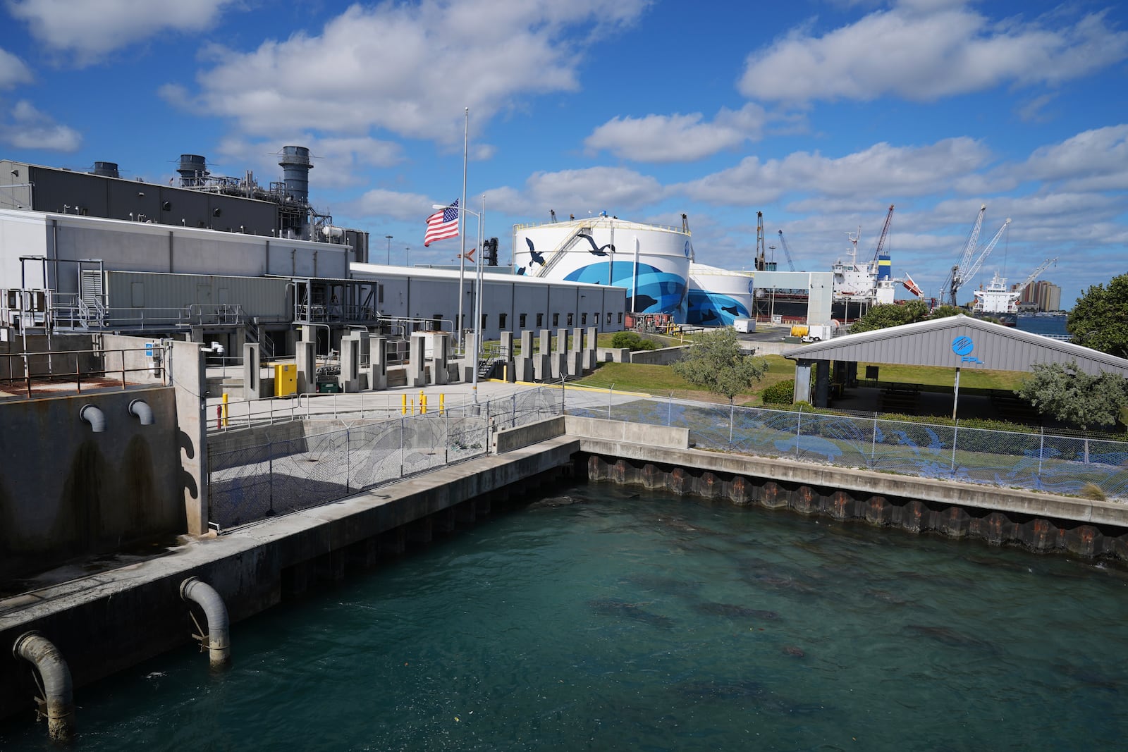 Manatees gather near the warm-water outflows of a Florida Power & Light Company power plant in Riviera Beach, Fla., where the company operates the free Manatee Lagoon attraction, Friday, Jan. 10, 2025. (AP Photo/Rebecca Blackwell)