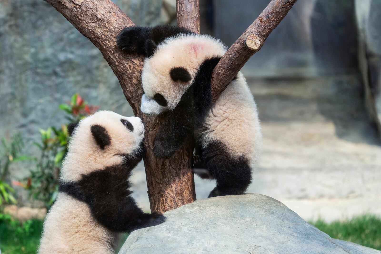 Hong Kong-born giant panda twin cubs make their debut appearance to media in Ocean Park during a greeting ceremony in Hong Kong, Saturday, Feb. 15, 2025. (AP Photo/Chan Long Hei)