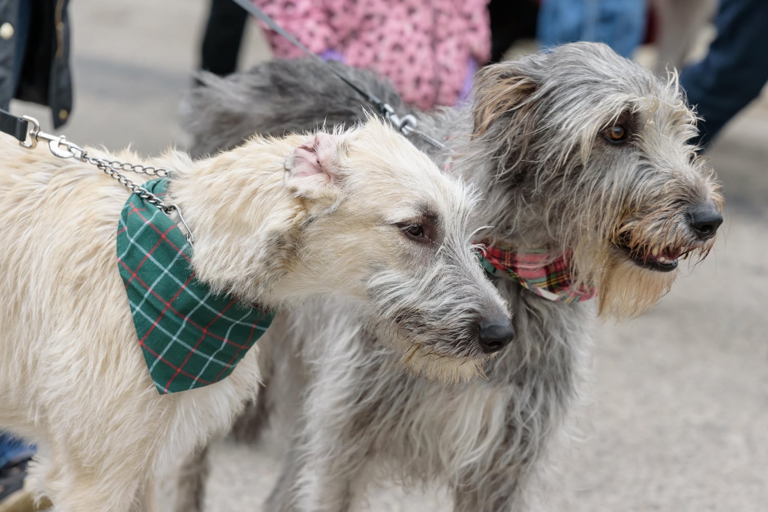 PHOTOS: 2024 Christmas in Historic Springboro Parade & Festival