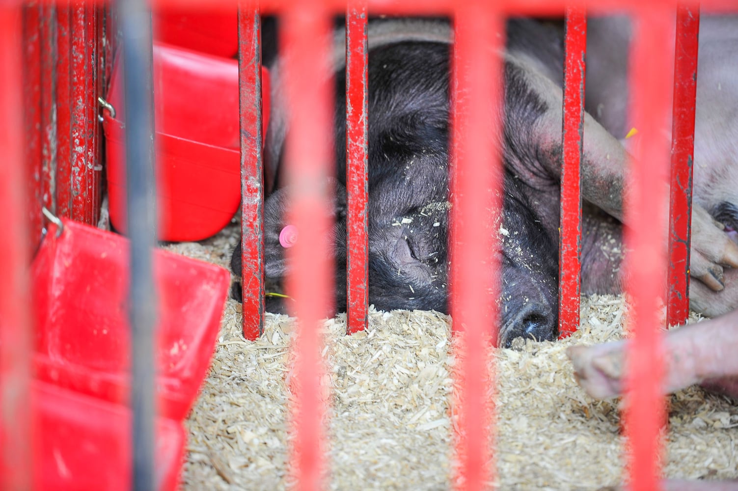 Butler County Fair 2018