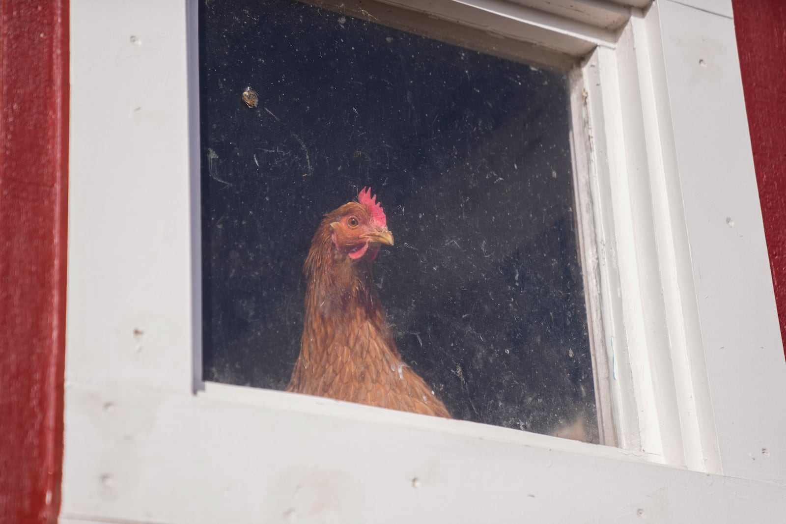 A Red Star hen, a hybrid breed that lays large brown eggs, peers out of her coop at Historic Wagner Farm, Friday, Feb. 7, 2025, in Glenview, Ill. (AP Photo/Erin Hooley)