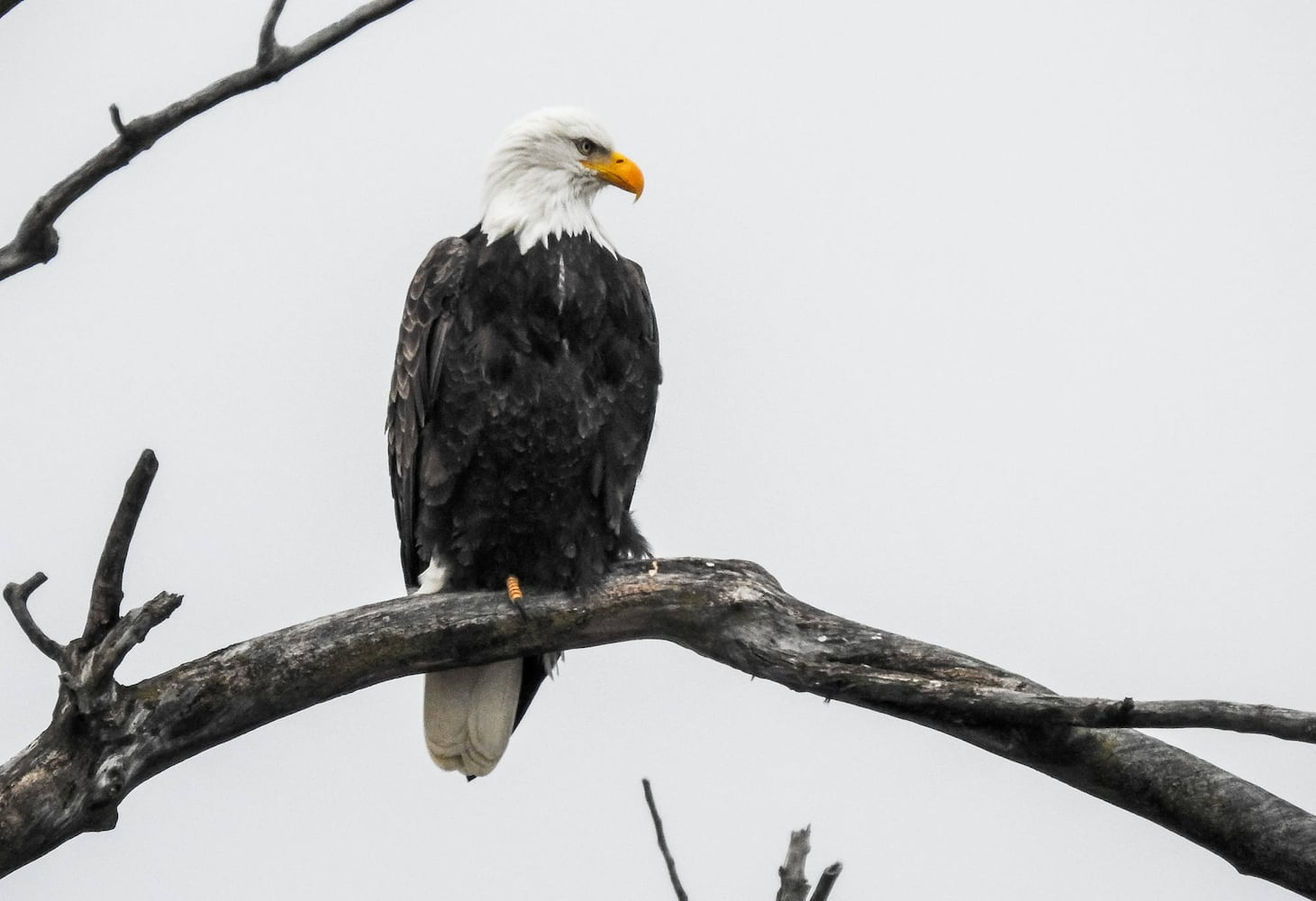 Bald Eagles in Butler County