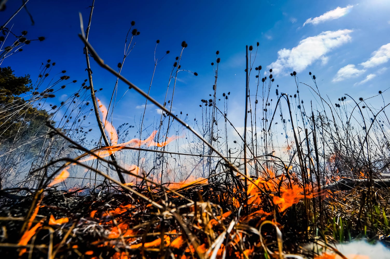 Controlled burns at Riverside Natural Area in Hamilton