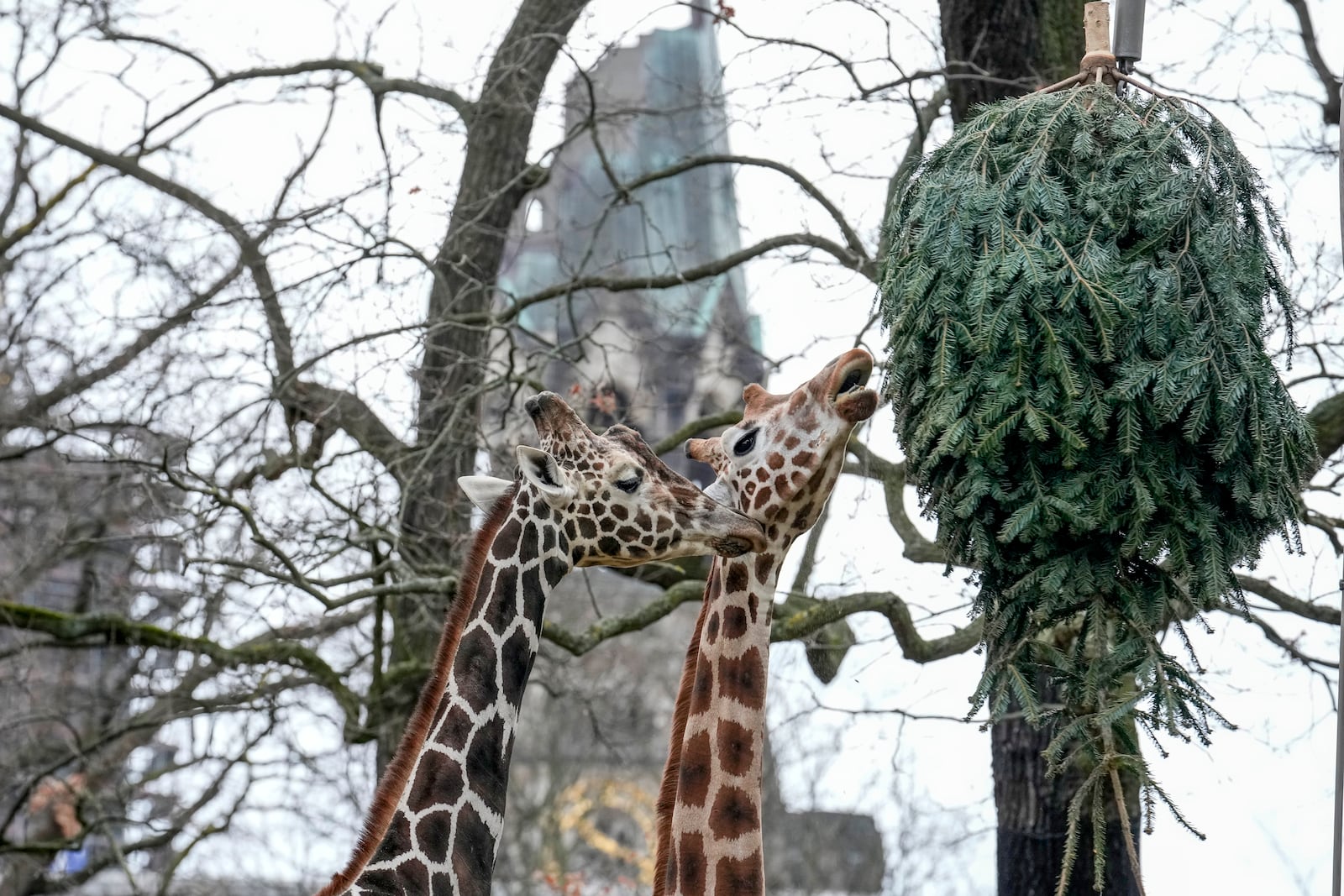 Giraffes graze on a Christmas tree during the feeding of animals with unused Christmas trees, at the Zoo in Berlin, Germany, Friday, Jan. 3, 2025. (AP Photo/Ebrahim Noroozi)