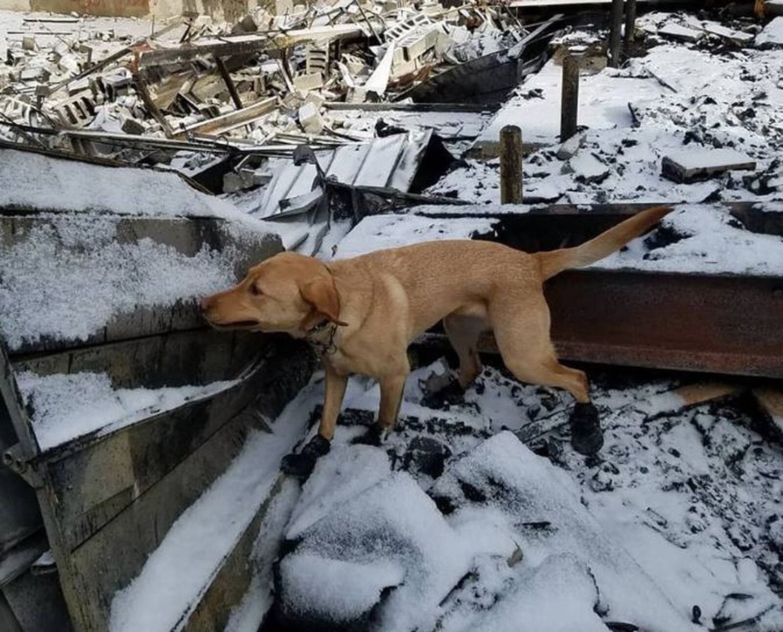 Scottie, named after fallen firefighter Scott Bruggeman, is helping investigators determine the cause of the fire at the former Middletown Paperboard facility that started Friday night.