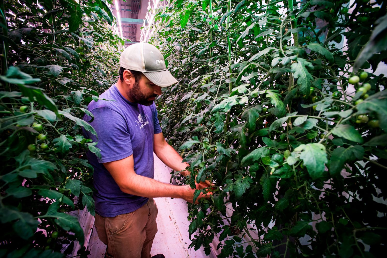 Head grower Robert Norris walks through rows of tomato plants at 80 Acres Farms that is now operating in downtown Hamilton. They purchased the former Miami Motor Car Co. building on S. 2nd Street in February 2017 and have renovated it to create an indoor farm facility. The special pink colored lighting is controlled by a timer for optimal growing conditions. NICK GRAHAM/STAFF