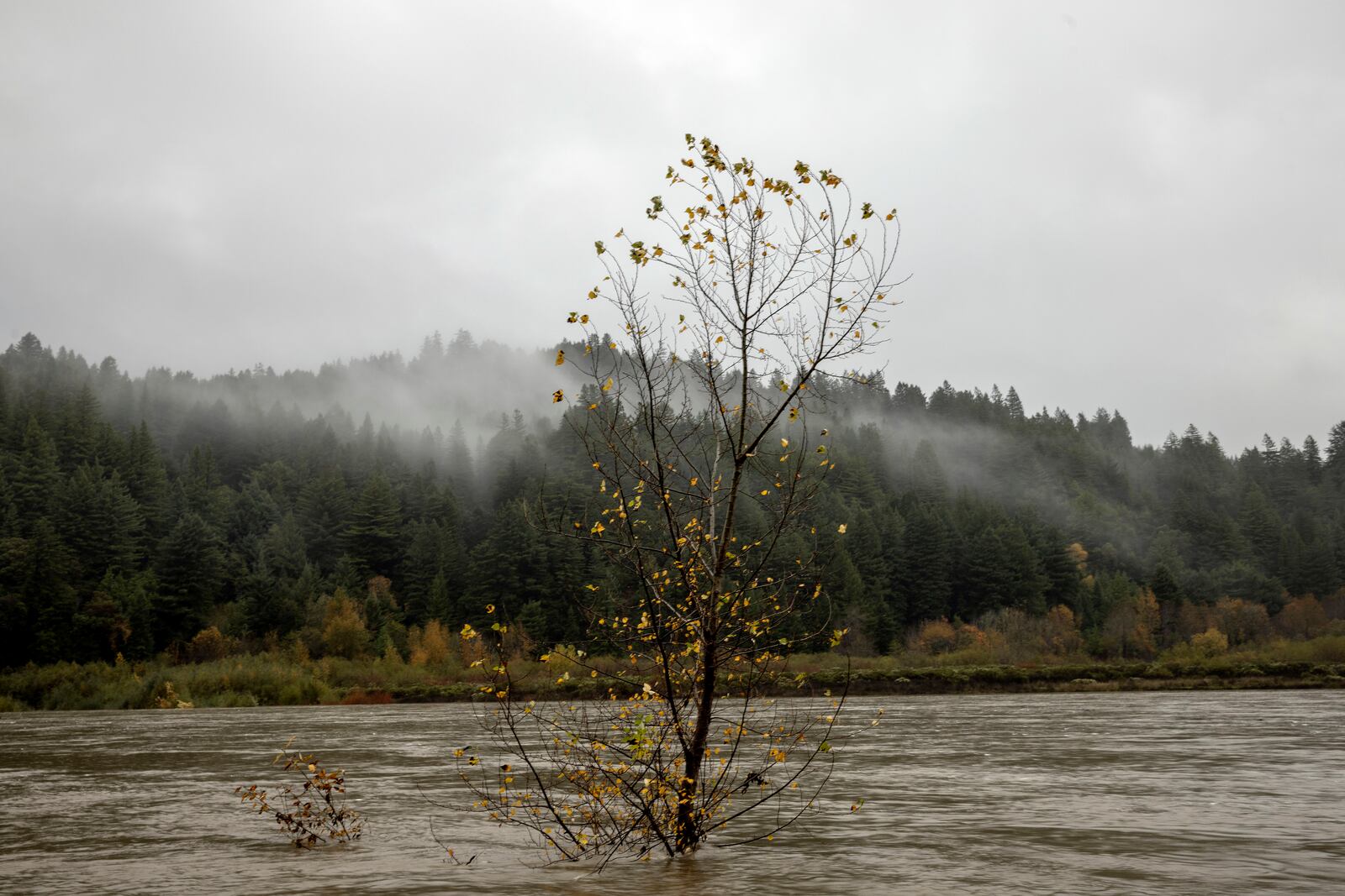 A tree stands amongst running water along the swollen Eel River near Scotia, Calif., Thursday, Nov. 21, 2024. (Stephen Lam/San Francisco Chronicle via AP)