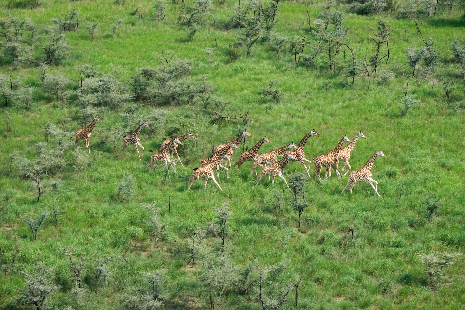 FILE - Giraffes migrate in national parks and the surrounding areas, in South Sudan, June 18, 2024. (AP Photo/Brian Inganga)