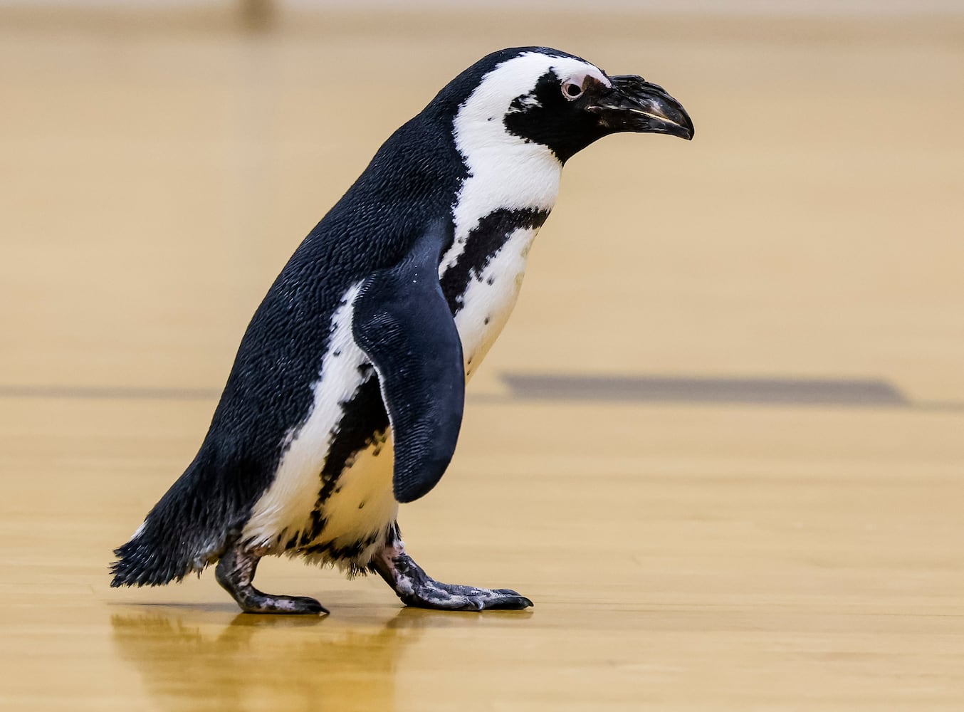 030122 penguin at Creekview elementary