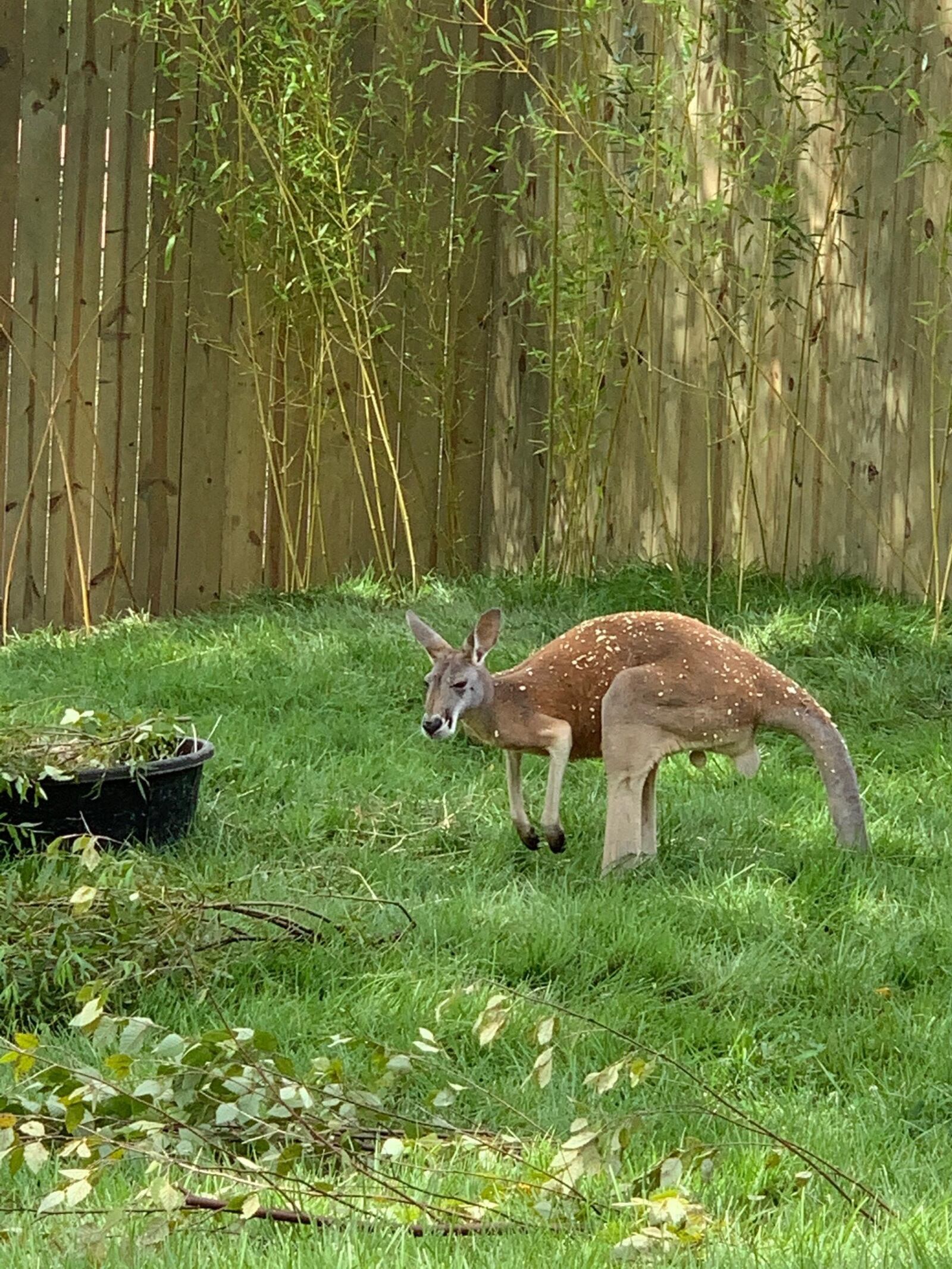 Cincinnati Zoo's new Roo Valley is a 15,000-square-foot walkabout that allows you to follow a path in an open area and see the kangaroos up close. ALEXIS LARSEN/CONTRIBUTED