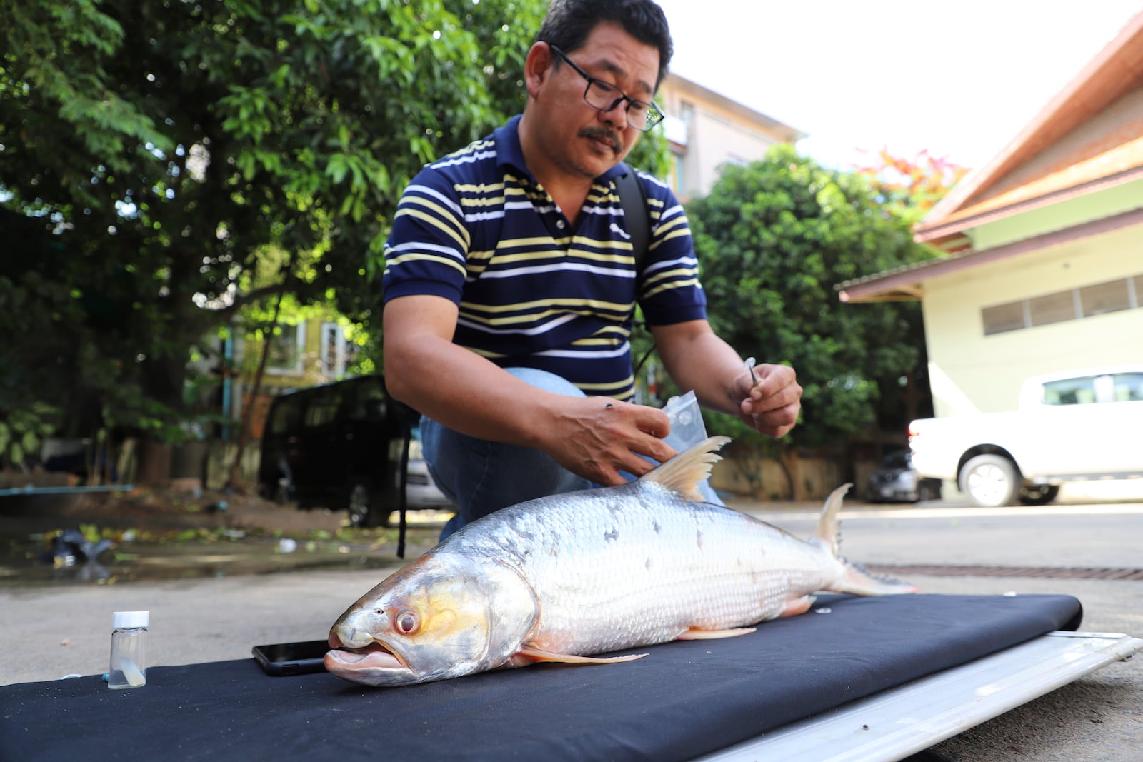 This undated photo provided by Chhut Chheana shows a researcher working on a giant salmon carp Aaptosyax grypus rediscovered in Cambodia. (Chhut Chheana/Wonders of the Mekong via AP)