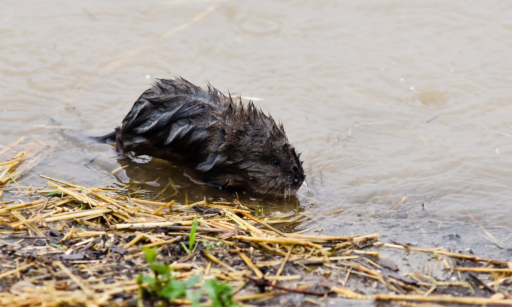 PHOTOS: Heavy rain causes flooding in Butler County