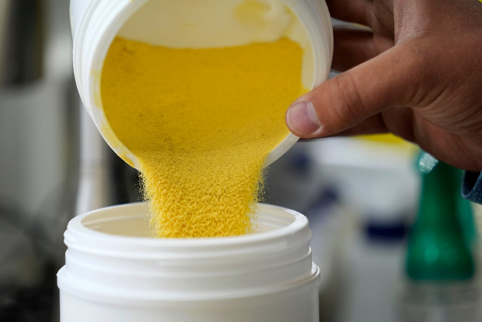 Pollen is collected in a container after being removed from corn in a field, Thursday, Aug. 22, 2024, near Ames, Iowa. (AP Photo/Charlie Neibergall)