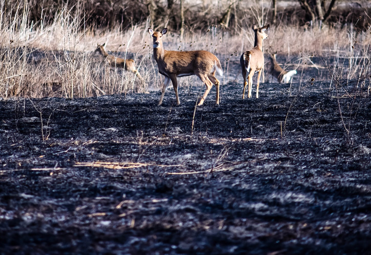 Controlled burns at Riverside Natural Area in Hamilton