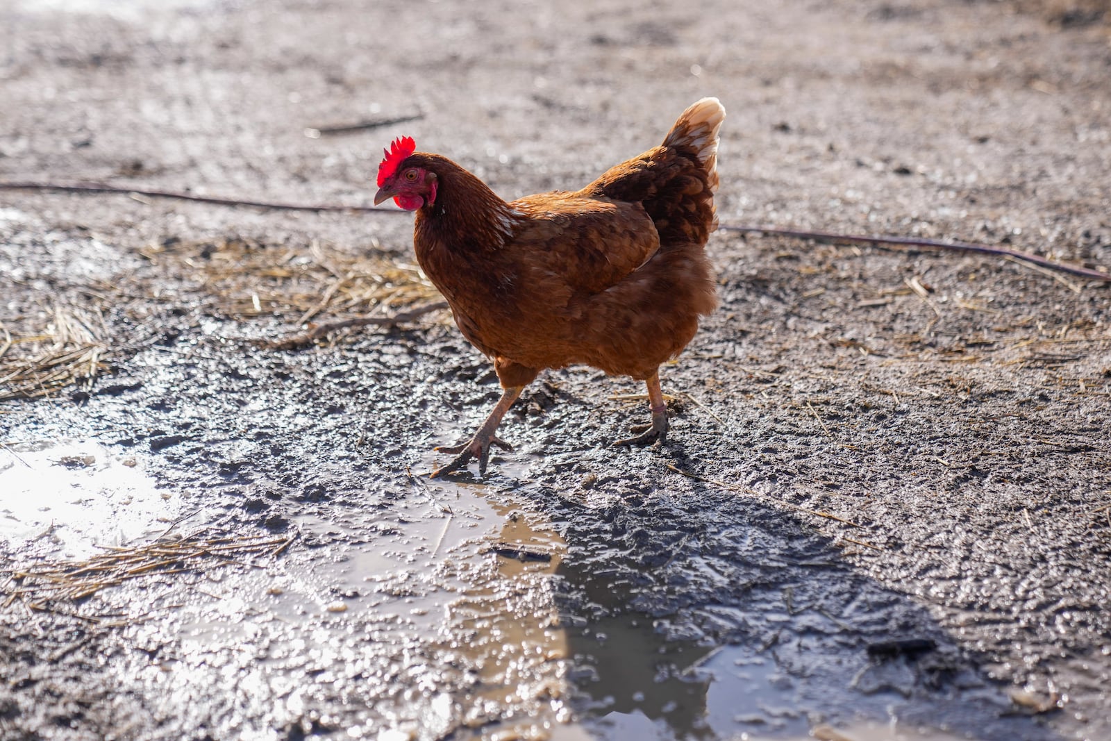 A Red Star hen, a hybrid breed that lays large brown eggs, walks through mud at Historic Wagner Farm, Friday, Feb. 7, 2025, in Glenview, Ill. (AP Photo/Erin Hooley)