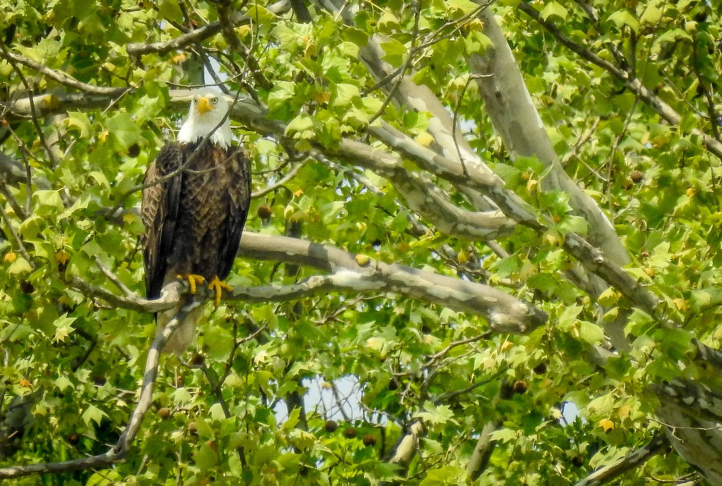 Bald Eagles in Butler County