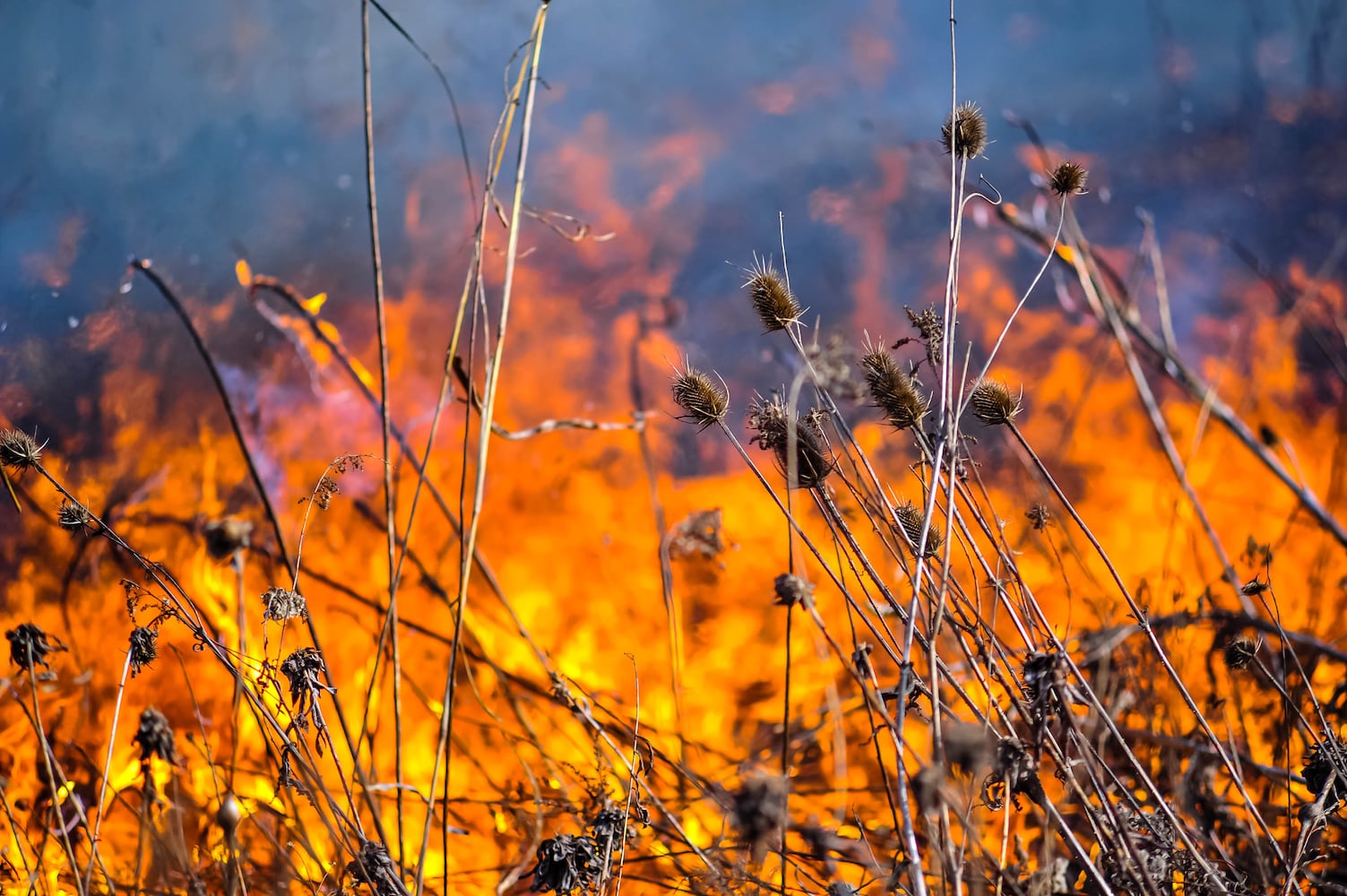 Controlled burns at Riverside Natural Area in Hamilton