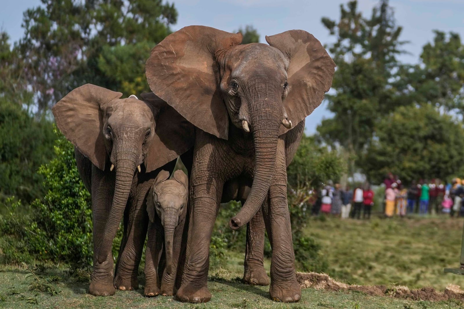 Members of the public watch as Kenya Wildlife Service rangers and capture team release five elephants at Aberdare National Park, located in central Kenya, Monday, Oct. 14, 2024. (AP Photo/Brian Inganga)