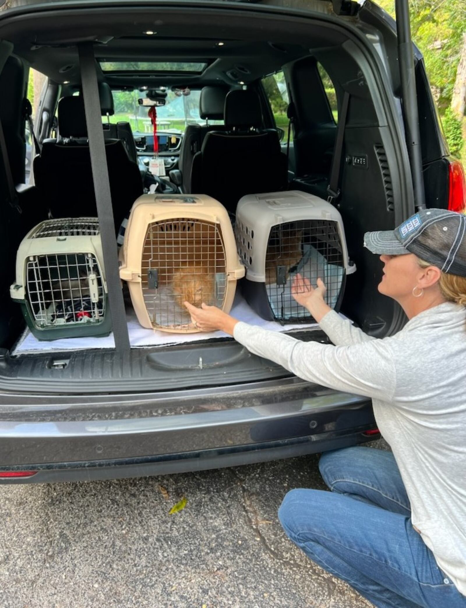 Angela DelVecchio makes sure three cats rescued in Oxford are secure in her car. ANGELA DELVECCHIO/CONTRIBUTED