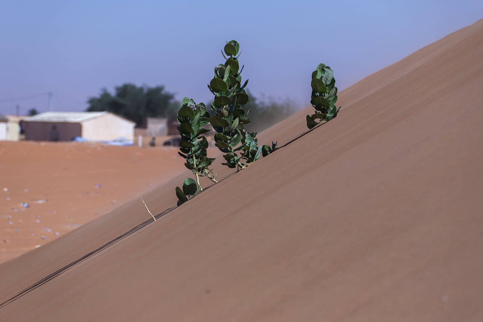 Tree branches stick out of the sand in Chinguetti, Mauritania on Jan. 13, 2025. (AP Photo/Khaled Moulay)