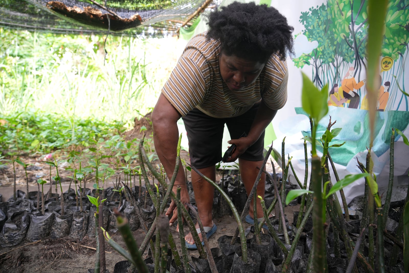 Petronela Merauje works on her mangrove seeds for planting in Jayapura, Papua province, Indonesia on Wednesday, Oct. 2, 2024. (AP Photo/Firdia Lisnawati)