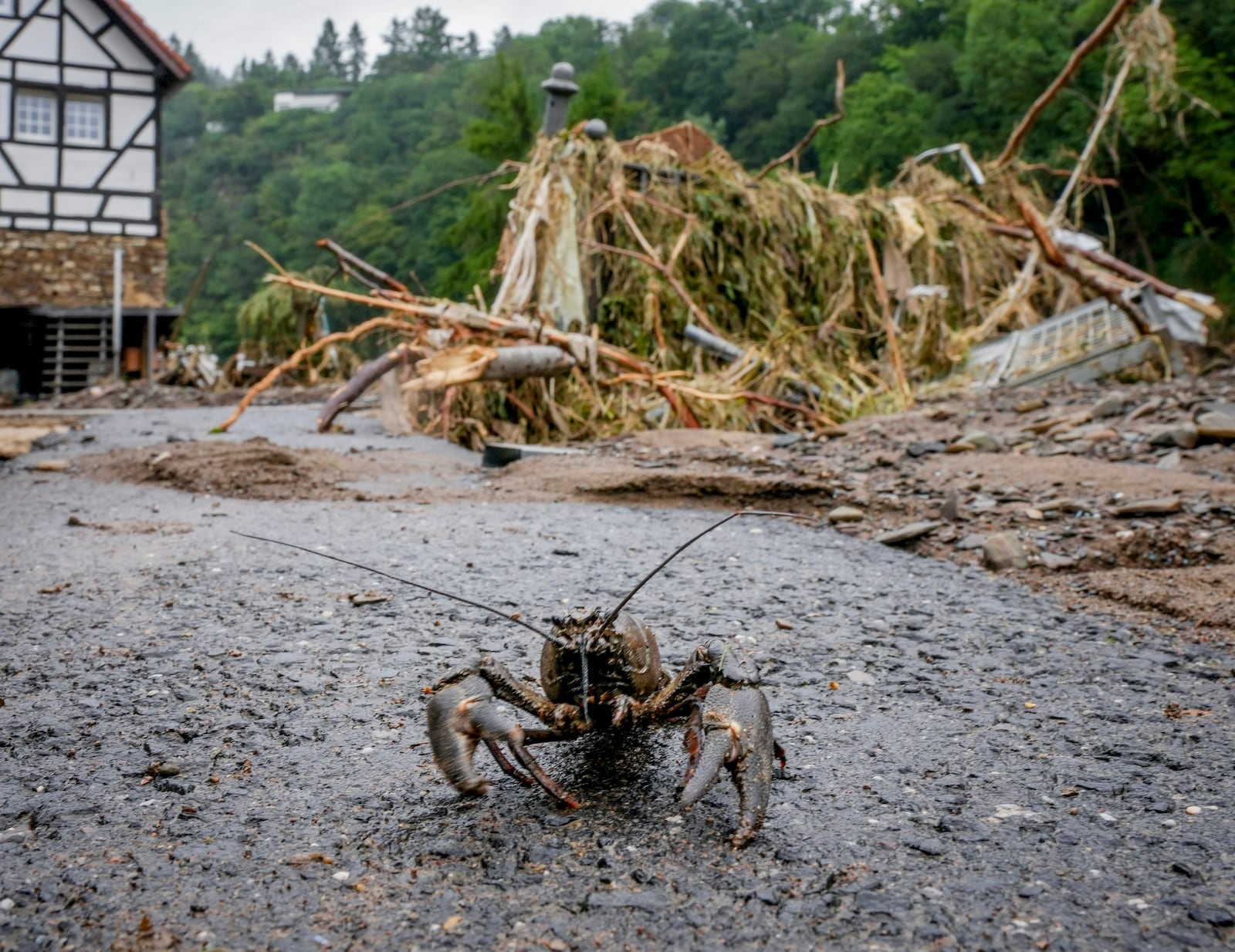 FILE - A crayfish walks on pavement after floodwaters from the Ahr River receded in Schuld, Germany, Friday, July 16, 2021. (AP Photo/Michael Probst, File)