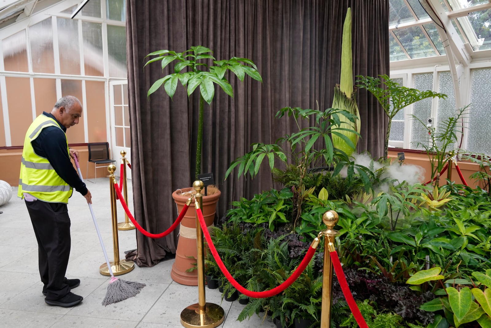 A man uses a mop to soak up water from the plants where an endangered plant known as the "corpse flower" for its putrid stink, is on display at the Royal Botanical Gardens in Sydney, Australia, Thursday, Jan. 23, 2025. (AP Photo/Rick Rycroft)