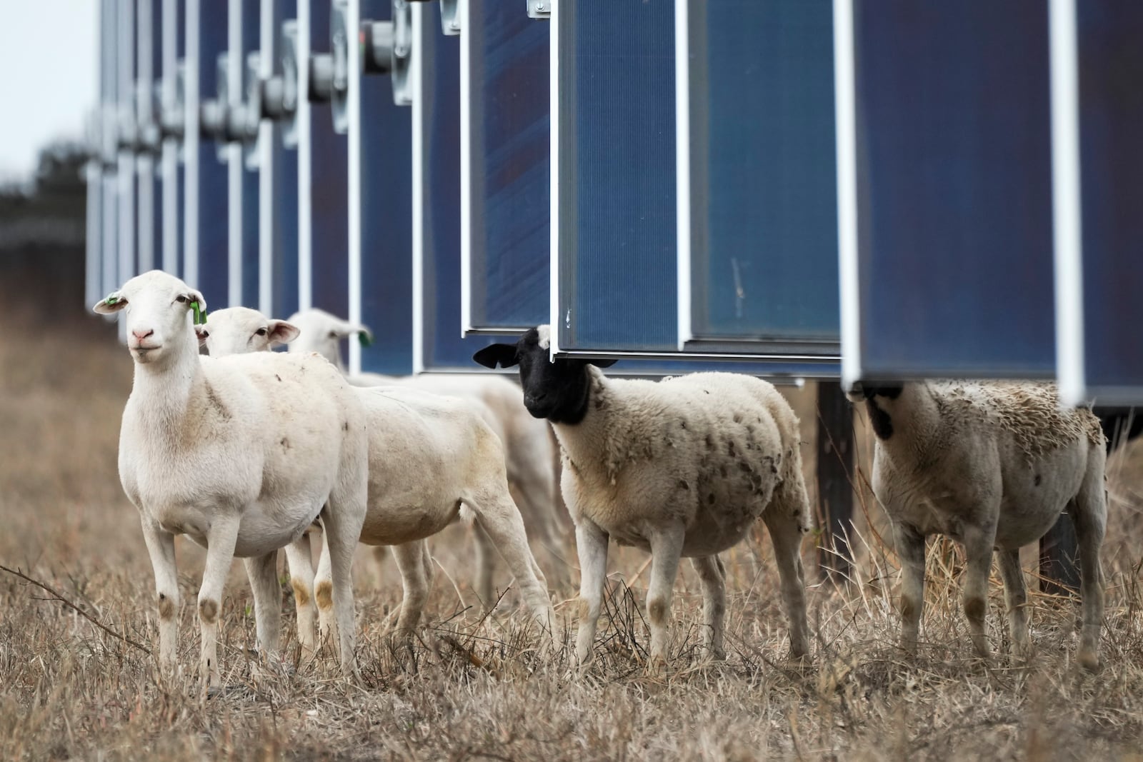 Sheep walk near solar panels on a solar farm owned by SB Energy on Tuesday, Dec. 17, 2024, in Buckholts, Texas. (AP Photo/Ashley Landis)