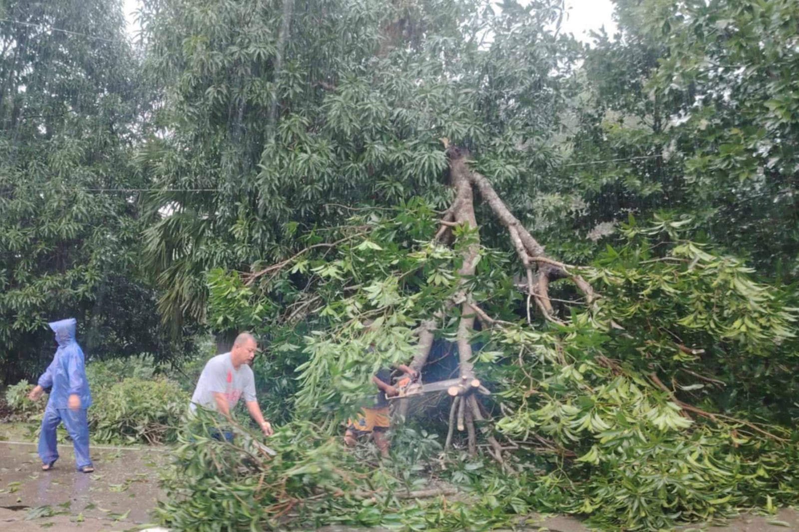 In this photo provided by the Local Government Unit (LGU) of Lal-lo, workers clear a tree that fell due to strong winds from Typhoon Yinxing nin Lal-lo, Cagayan province, northern Philippines Thursday, Nov. 7, 2024. (LGU Lal-lo via AP)